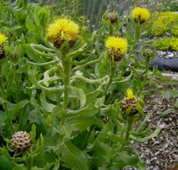 Riesen-Flockenblume (Centaurea macrocephala)