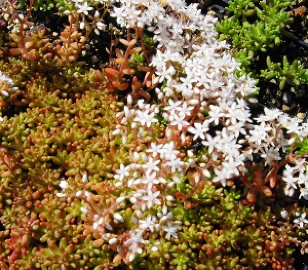 Rotmoos-Mauerpfeffer Coral Carpet (Sedum album Coral Carpet)