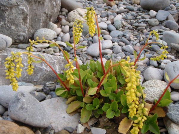 Goldtröpfchen (Chiastophyllum oppositifolium)