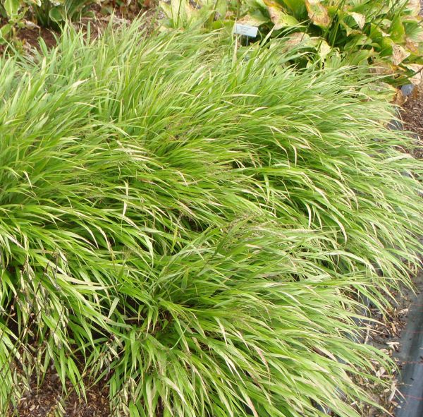 Japan-Bandgras (Hakonechloa macra)