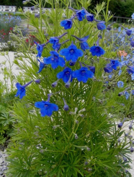 Delphinium grandiflorum Blauer Zwerg (Zwerg-Rittersporn)