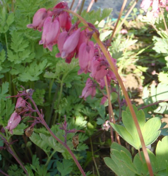 Herzblume Adrian Bloom (Dicentra formosa Adrian Bloom)