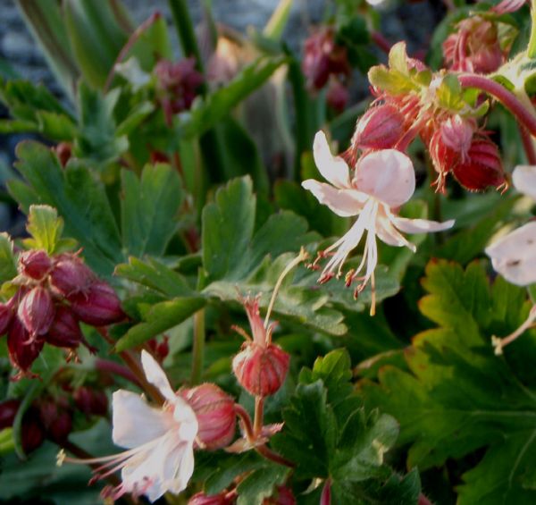 Balkan-Storchschnabel Spessart (Geranium macrorrhizum Spessart)