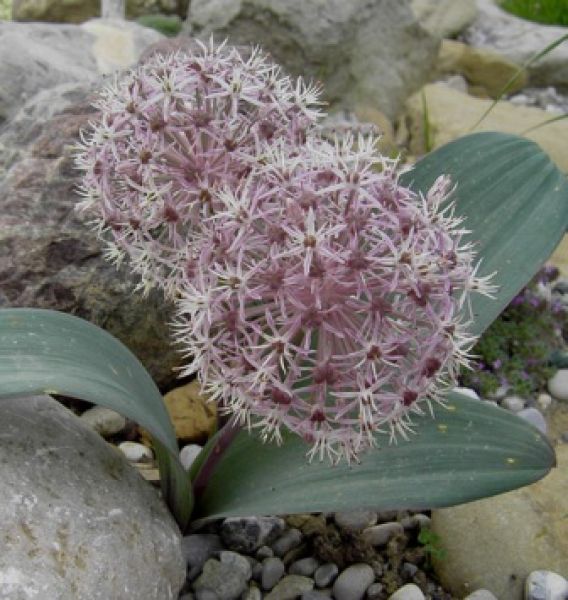 Blauzungen-Lauch (Allium karativiense)