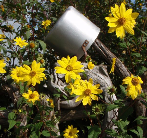 Stauden-Sonnenblume (Helianthus microcephalus)