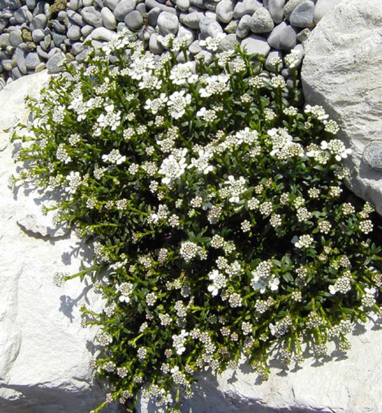 Schleifenblume Zwergschneeflocke (Iberis sempervirens Zwergschneeflocke)