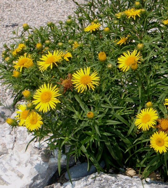 Zwerg-Alant (Inula ensifolia)