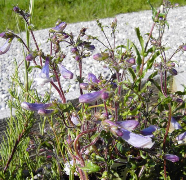 Zwerg-Bartfaden (Penstemon hirsutus Pygmaeus)