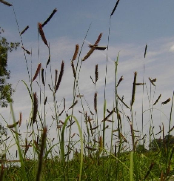 Moskitogras (Bouteloua gracilis)