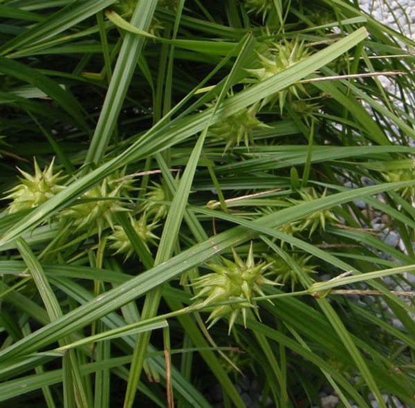 Morgenstern-Segge (Carex grayi)