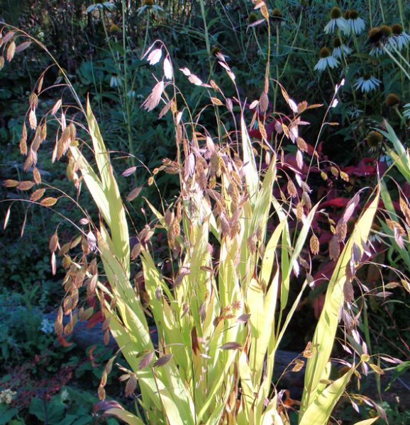 Plattährengras (Chasmanthium latifolium)