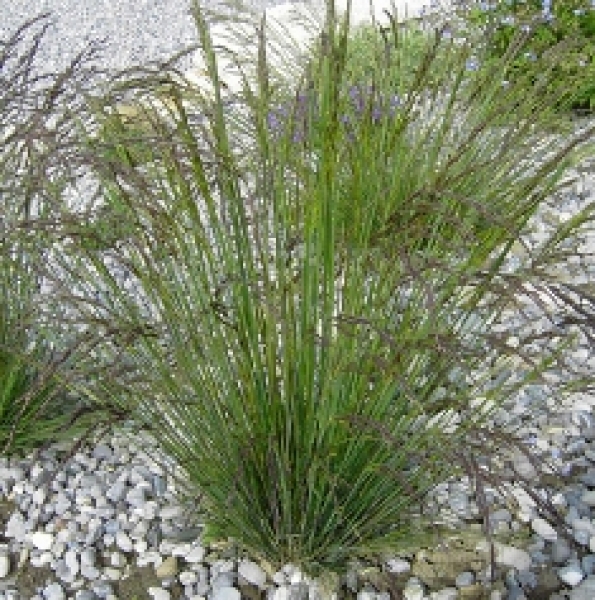 Regenbogenschwingel (Festuca amethystina)