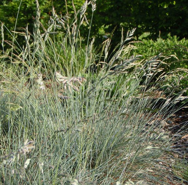 Festuca ovina (Schaf-Schwingel)
