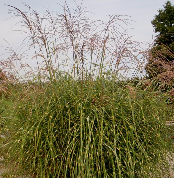 Chinaschilf Kleines Zebra (Miscanthus sinensis Kleines Zebra)