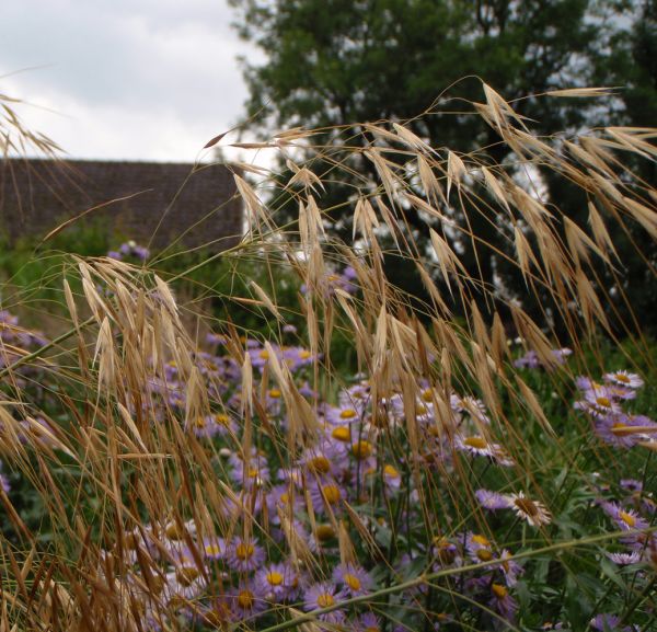 Riesen-Federgras (Stipa gigantea)