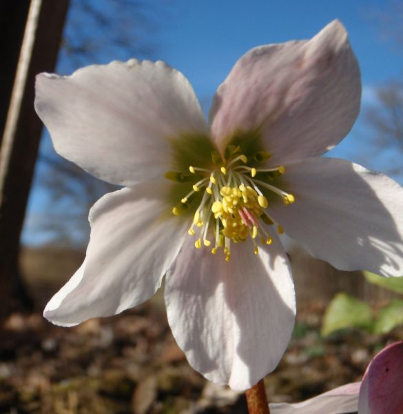 Christrose (Helleborus niger)