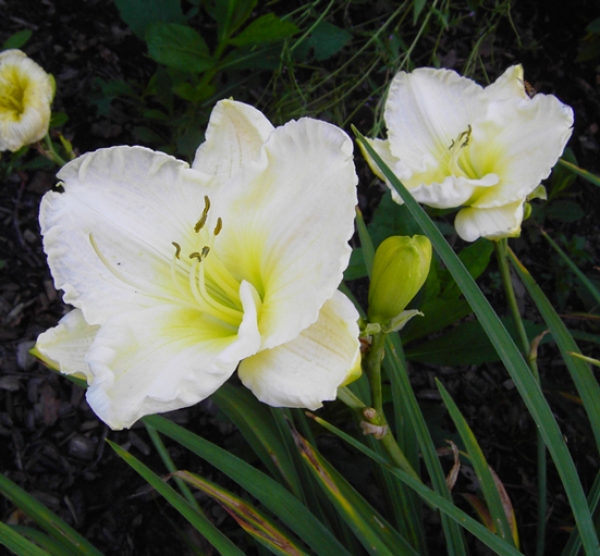 Taglilie Heidi Edelweiß (Hemerocallis hybr.)