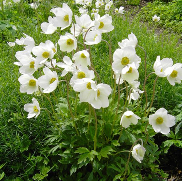 Wald-Anemone, Großes Windröschen (Anemonoides; syn. Anemone sylvestris)