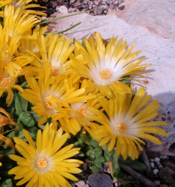 Gelbe Mittagsblume Golden Nugget (Delosperma congestum Golden Nugget)