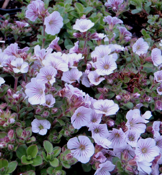 Himalaja Schleierkraut (Gypsophila cerastioides)