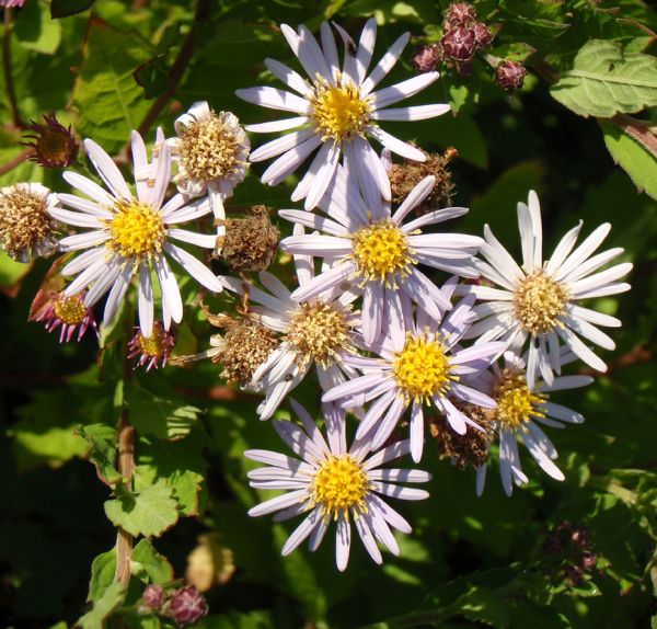 Kissen-Waldaster (Aster ageratoides var. adustus nanus)