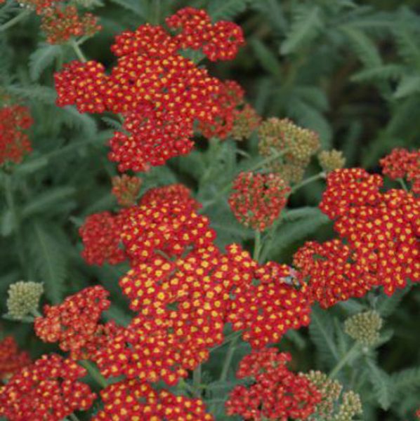 Schafgarbe Walter Funcke (Achillea filipendulina Walter Funcke)