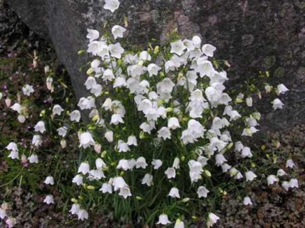 Weiße Rundblättrige Glockenblume White Gem (Campanula rotundifolia White Gem)
