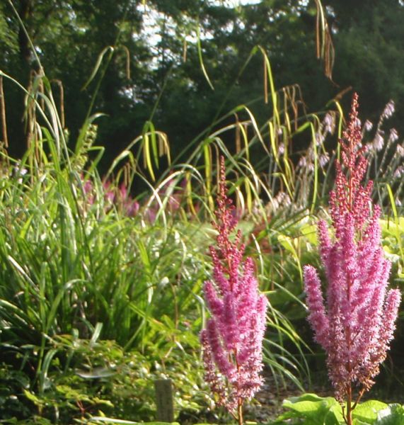 Riesen-Segge (Carex pendula)