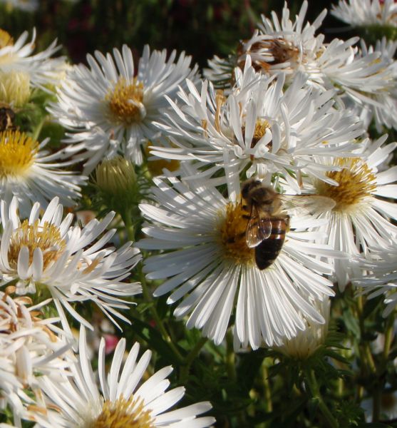 Raublatt-Aster Herbstschnee (Symphyotrichum novae-angliae; syn. Aster novae-angliae Herbstschnee)