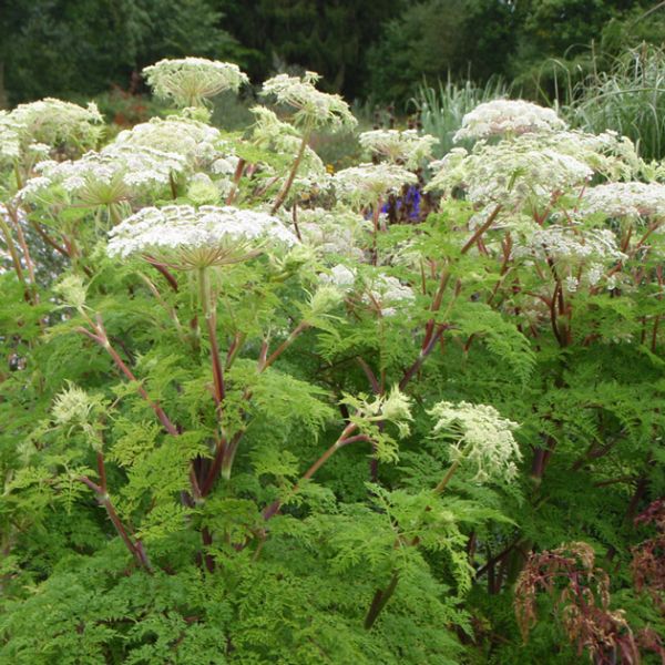 Himalaya-Silge (Cortia wallichiana, alt: Selinum wallichianum)