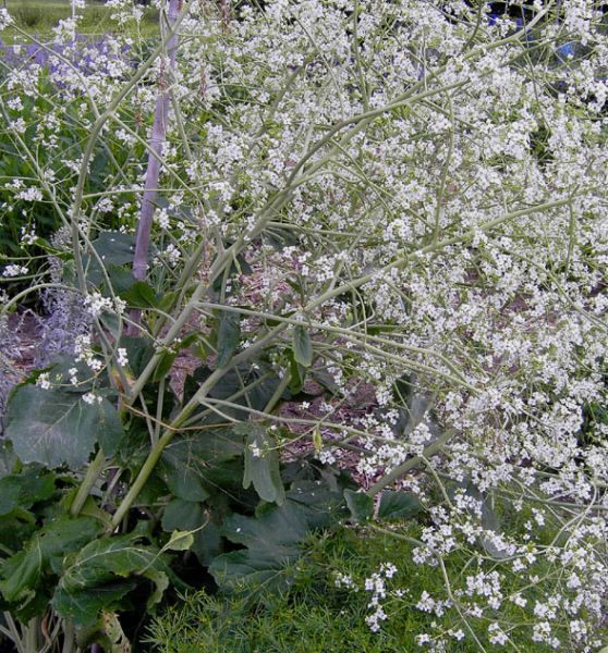 Riesenschleierkraut (Crambe cordifolia)