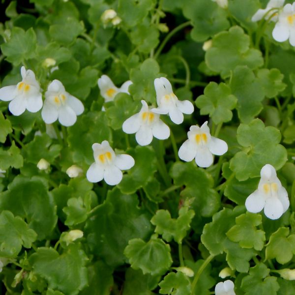 Zimbelkraut Albiflora (Cymbalaria pallida Albiflora)