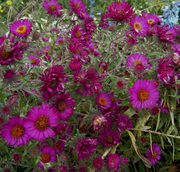 Raublatt-Aster (Symphyotrichum novae-angliae; syn. Aster novae-angliae Rubinschatz)