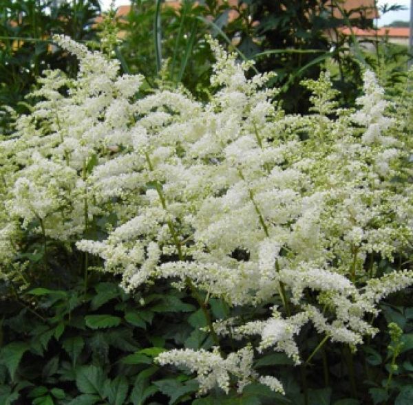 Prachtspiere Deutschland (Astilbe japonica Deutschland)