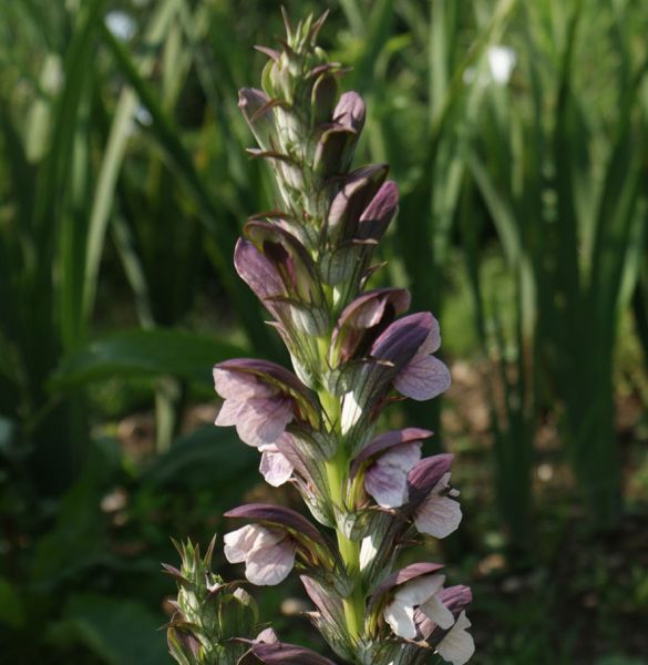 Balkan-Bärenklau (Acanthus hungaricus)