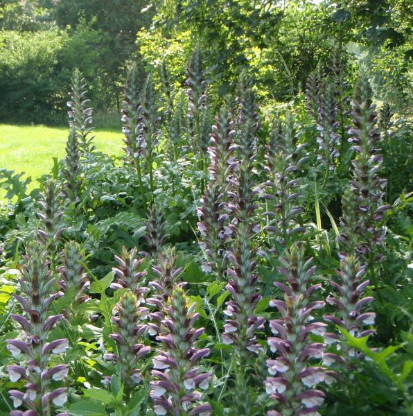 Balkan-Bärenklau (Acanthus hungaricus)