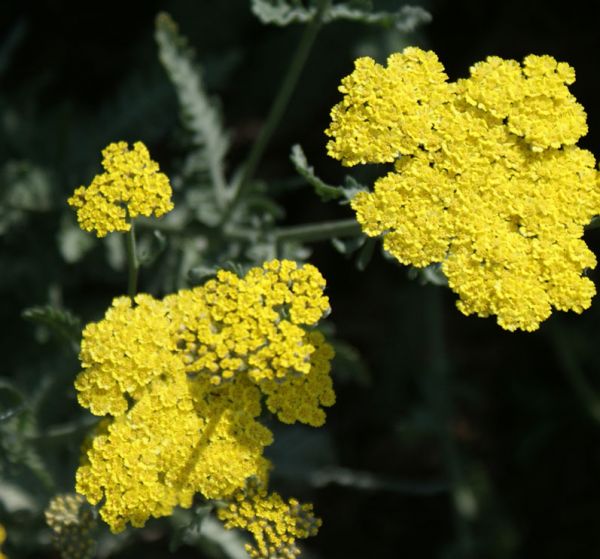 Schafgarbe, Goldgarbe Moonshine (Achillea clypeolata Moonshine