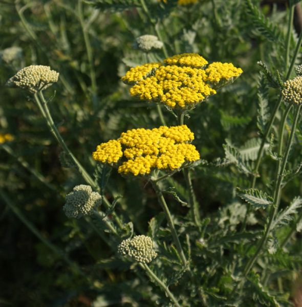 Schafgarbe Coronation Gold (Achillea filipendulina Coronation Gold)