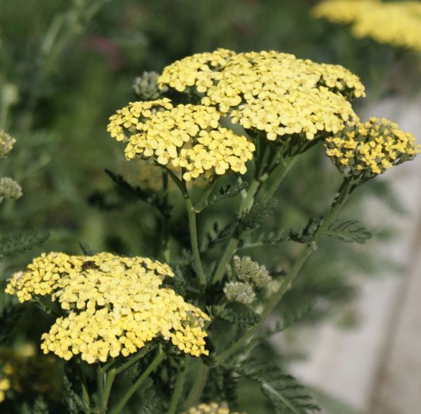 Schafgarbe Credo (Achillea filipendulina Credo)