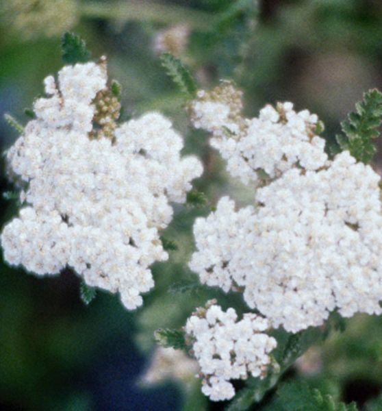 Schafgarbe Heinrich Vogeler (Achillea filipendulina Heinrich Vogeler)