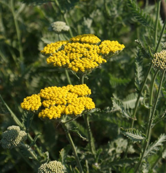 Schafgarbe Parkers (Achillea filipendulina Parkers)