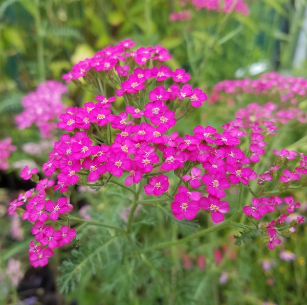 Schafgarbe Peters Petra (Achillea millefolium Peters Petra)