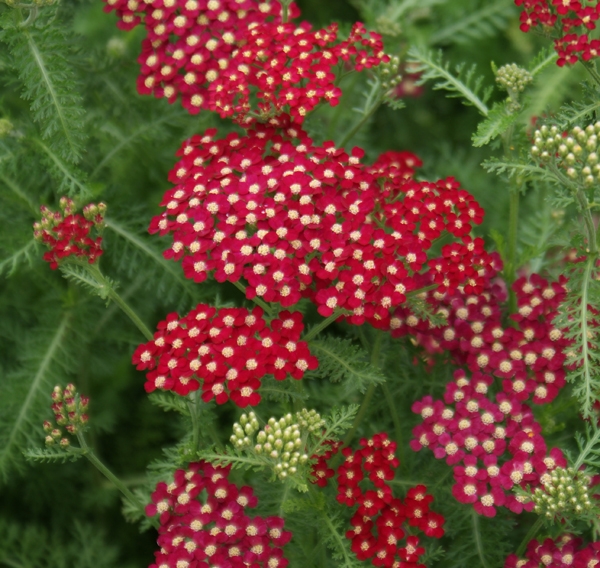 Rote Schafgarbe Petra (Achillea millefolium Petra)