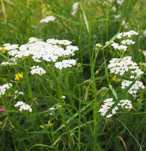 Wiesen-Schafgarbe (Achillea millefolium)