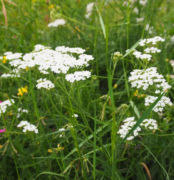 Wiesen-Schafgarbe ( Achillea millefolium)