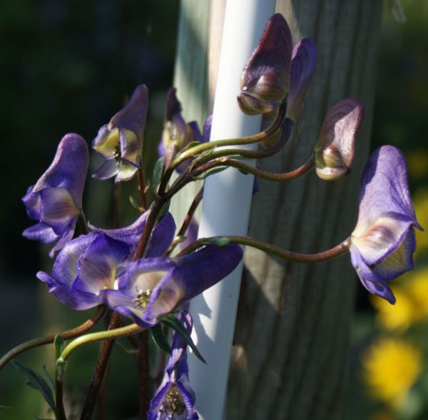 Eisenhut (Aconitum arcuatum)