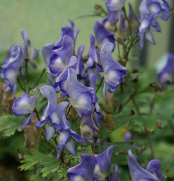 Eisenhut (Aconitum arcuatum)