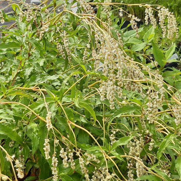 Seiden-Knöterich (Aconogonon sericeum)