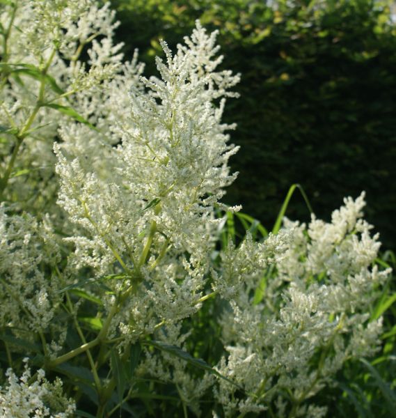 Busch-Knöterich Johanniswolke (Aconogonon spec. Johanniswolke)