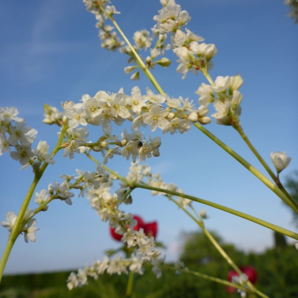 Seiden-Knöterich (Aconogonon sericeum)